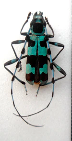 Rosalia coelestis, Female.jpg