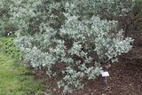 Salix glauca IMG 3975 Tunturipaju C.JPG