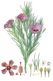 Alyogyne hakeifolia (Bauer), colorized.jpg