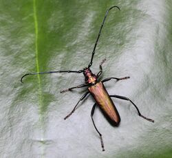 Aromia moschata 6036.jpg