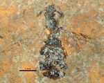 Casaleia eocenica SMFMEI5565.jpg