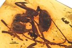 Cataglyphoides intermedius GPIH-BE451 entire.jpg