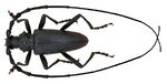 Cerambyx cerdo Linné, 1758 (3034371477).jpg