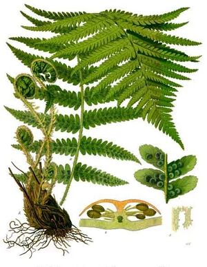 Dryopteris filix-mas - Köhler–s Medizinal-Pflanzen-202.jpg