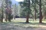 Forest of Trees and meadow.JPG