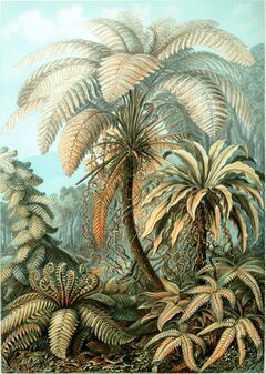 Haeckel Filicinae 92.jpg