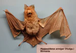 Hipposideros armiger - Museo Civico di Storia Naturale Giacomo Doria - Genoa, Italy - DSC02544.JPG