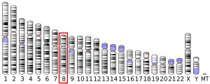 8-я хромосома человека