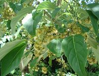 Idesia polycarpa - blossoms and leaves.JPG