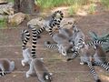 Lemur catta.jpg