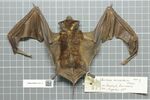 Naturalis Biodiversity Center - RMNH.MAM.12911.b dor - Eumops auripendulus auripendulus - skin.jpeg