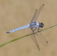 Orthetrum brunneum (Southern skimmer) - Flickr - S. Rae.jpg