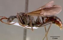 Pachycondyla analis sam-hym-c000749a profile 1.jpg