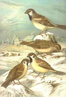Кхалеи маӀеи хьазаш (Passer montanus; Passer domesticus)