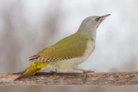 Picus canus (Седой дятел).jpg