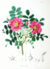 Rosa rugosa SZ28.png