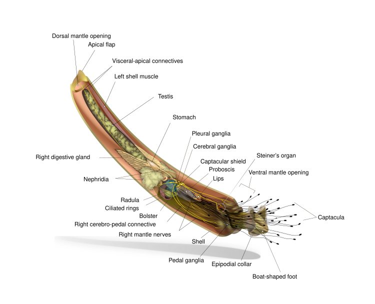 Анатомическая диаграмма Rhabdus rectius