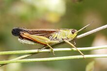 Stauroderus scalaris male (3787846617).jpg
