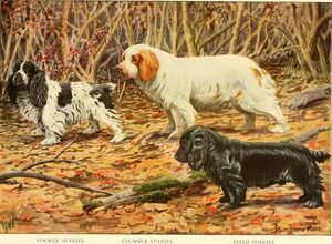 The book of dogs; an intimate study of mankind's best friend (1919) (20388233112).jpg