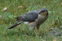 Accipiter nisus 117.jpg