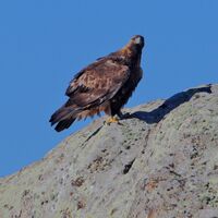 Aguila real posada.jpg