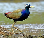 Bronze-winged jacana (Metopidius indicus) Photograph by Shantanu Kuveskar.jpg