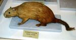Capromys prehensilis (Harvard University).JPG