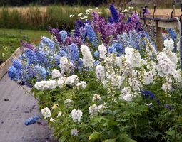 Delphinium magic fountain.jpg