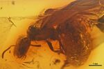 Drymomyrmex fuscipennis GZG-BST04158 profile.jpg