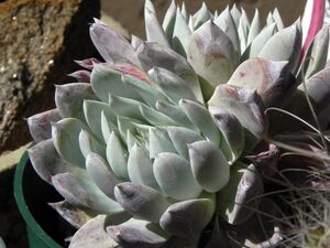 Dudleya candida