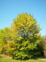 Fraxinus ornus 003.jpg