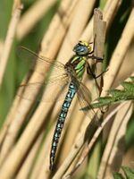 Hairy Dragonfly (Brachytron pratense).jpg