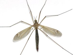 Halteres-Tipule.jpg