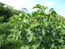 Jatropha curcas.jpg