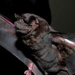 Molossus rufus Bat species (10.3897-zoologia.37.e36514) Figures 32–41.jpg