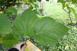 Morus bombycis foliage PAN.JPG