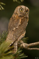 Otus scops 2 (Bohuš Číčel).jpg