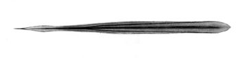 Pholidoteuthis massyae gladius.jpg