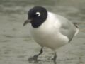 Saunders's Gull - Hong Kong 6.jpg