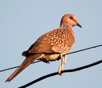 Spotteddove.jpg