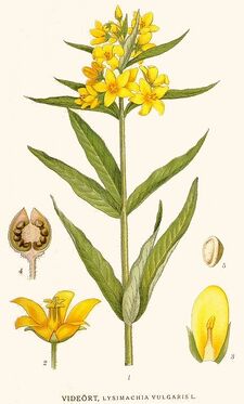 132 Lysimachia vulgaris.jpg