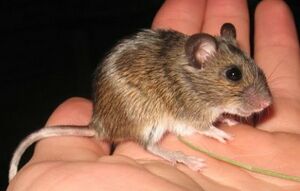 Apodemus uralensis 3.jpg