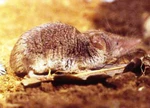 Crocidura sicula 01-cropped.jpg