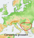 Distribution map Campanula grossekii.png