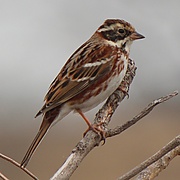 Emberiza rustica latifascia.JPG