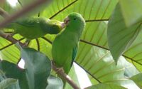 Forpus passerinus -Venezuela-8.jpg