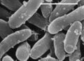 Bacteria - Gemmatimonas aurantiaca (- = 1 Micrometer)