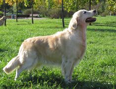 Golden Retriever Yardie.jpg