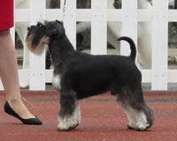 Miniature Schnauzer black and silver 1.JPG