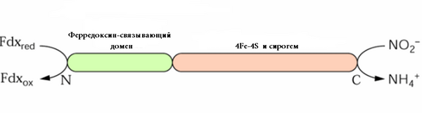 Nitritereductase model.png